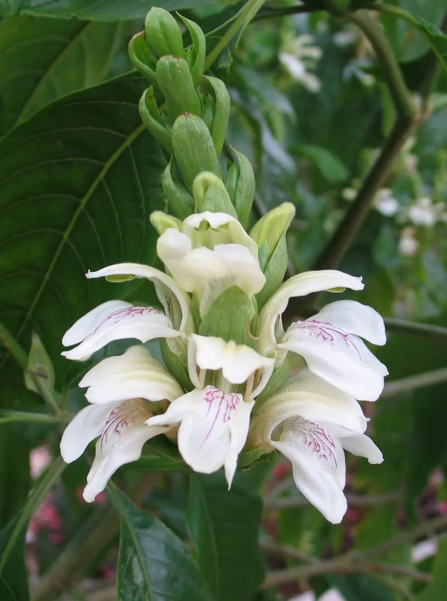 Adusa: Benefits, Uses & Ayurvedic Properties