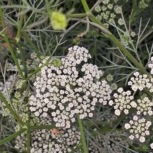 Ajmodark (Oma Water): Uses, Benefits, Dosage & Side Effects