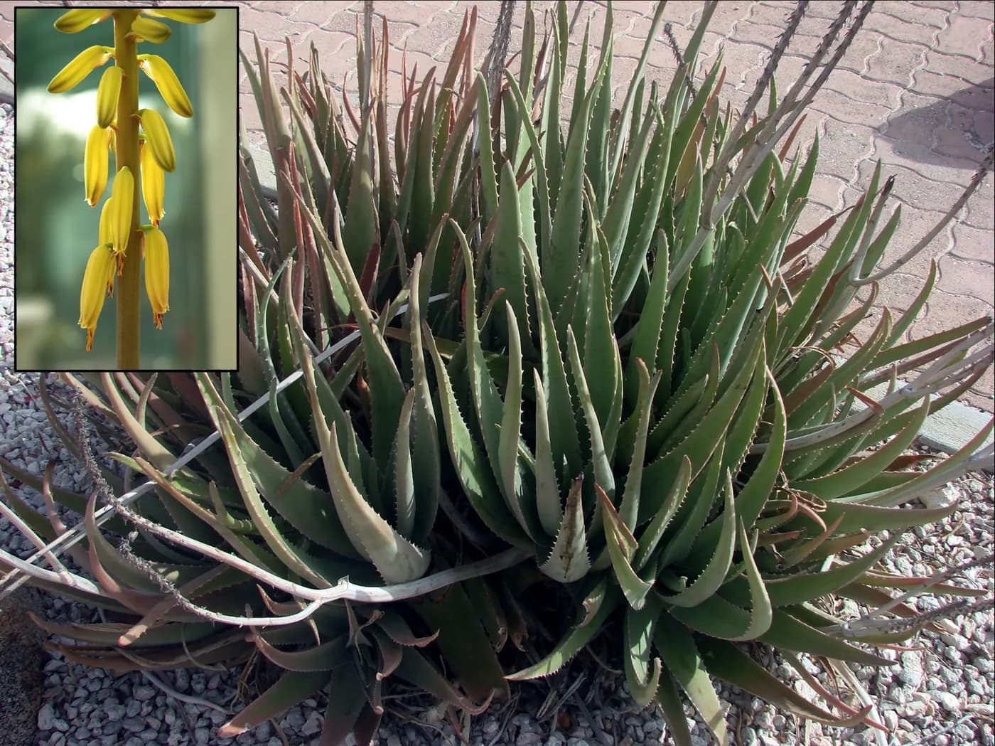 Aloe Vera: Benefits, Uses & Ayurvedic Properties