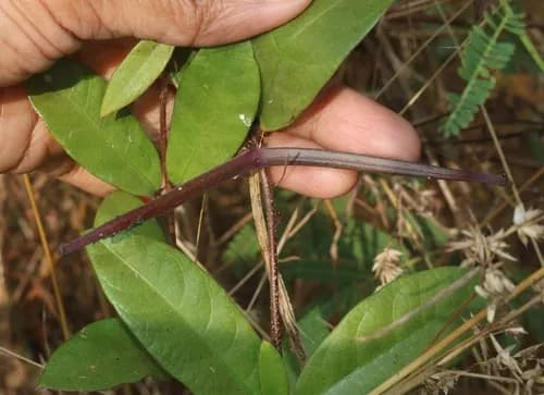 Anantmool: Benefits, Uses & Ayurvedic Properties