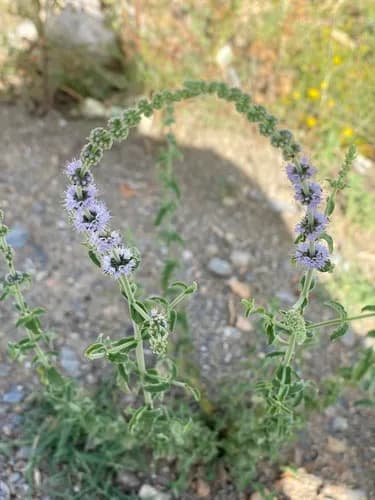 Arka Pudina: Uses, Benefits, Dosage & Side Effects