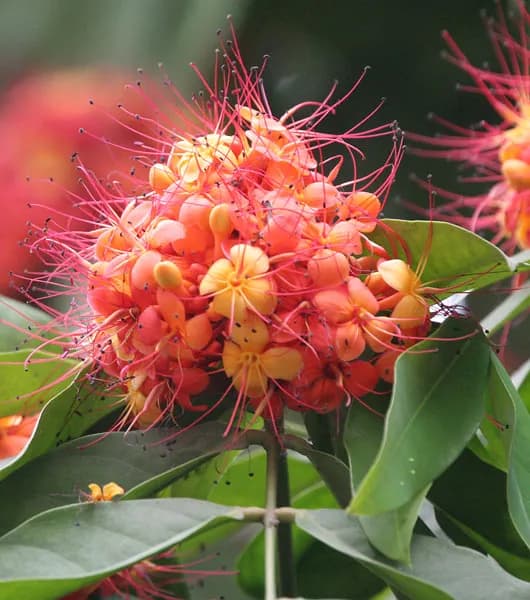 Ashoka: Benefits, Uses & Ayurvedic Properties
