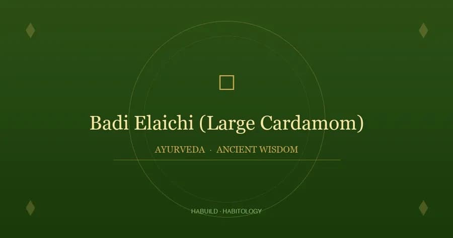 Badi Elaichi (Large Cardamom): Benefits, Uses & Ayurvedic Properties