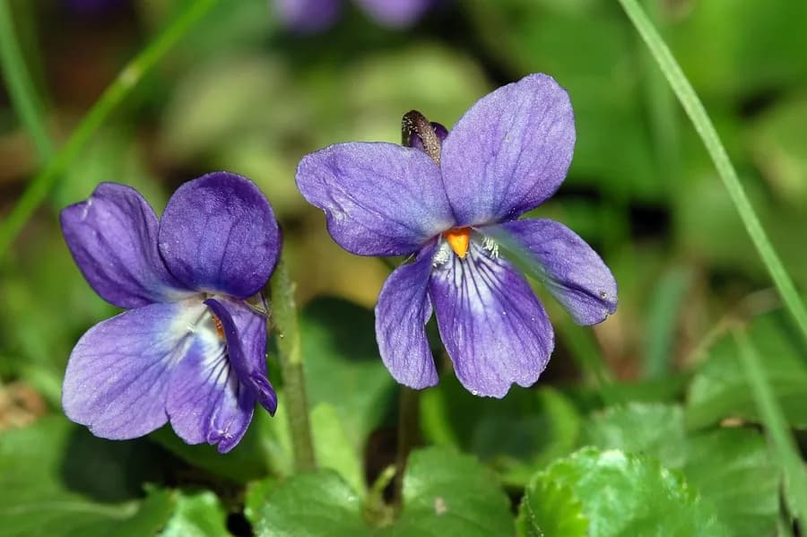 Banafsha: Benefits, Uses & Ayurvedic Properties