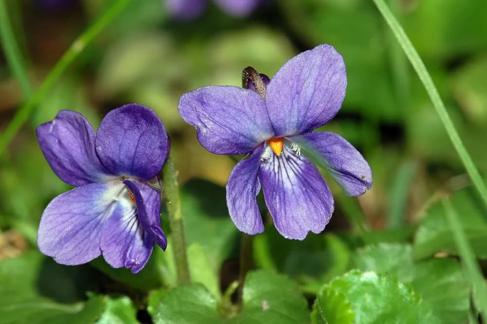 Banafsha: Benefits, Uses & Ayurvedic Properties